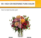 Hizashi LED Edison Bulbs, 6W, Equivalent 60W, Dimmable E26 LED Bulb, 3000K Soft White, 90+ CRI 700 Lumens, ST19 Vintage Light Bulbs, Clear Glass, Pack of 3