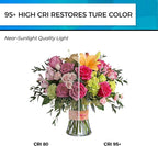 Hizashi LED Edison Bulbs, 6W, Equivalent 60W, Dimmable E26 LED Bulb, Daylight 5000K, 90+ CRI 700 Lumens, ST19 Vintage Light Bulbs, Clear Glass, Pack of 4