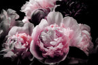 Large Pink Peony Flower Wallpaper for Bedroom, Living Room, Bathroom Background Wall Decoration(Non-self-Adhesive)