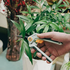 PrunePro Garden Scissors Pruning Shears Sharp Stainless Steel Non-Stick Teflon Coating Blade for Precise Cuts Garden Snip Bonsai Clippers for Plants Rose Flower 2 Pack