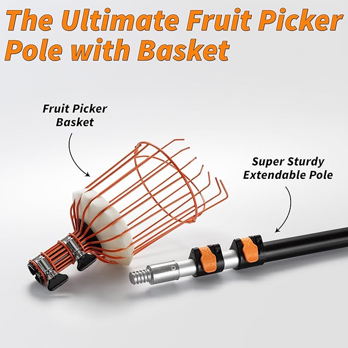 Fruit Picker Pole with Basket Telescoping 4-12 ft Apple Picker Extension Pole // Telescopic Fruit Tree Picker Tool for Picking Orange Mango Avocado Lemon Pear // The Ultimate High-Reach Fruit Grabber