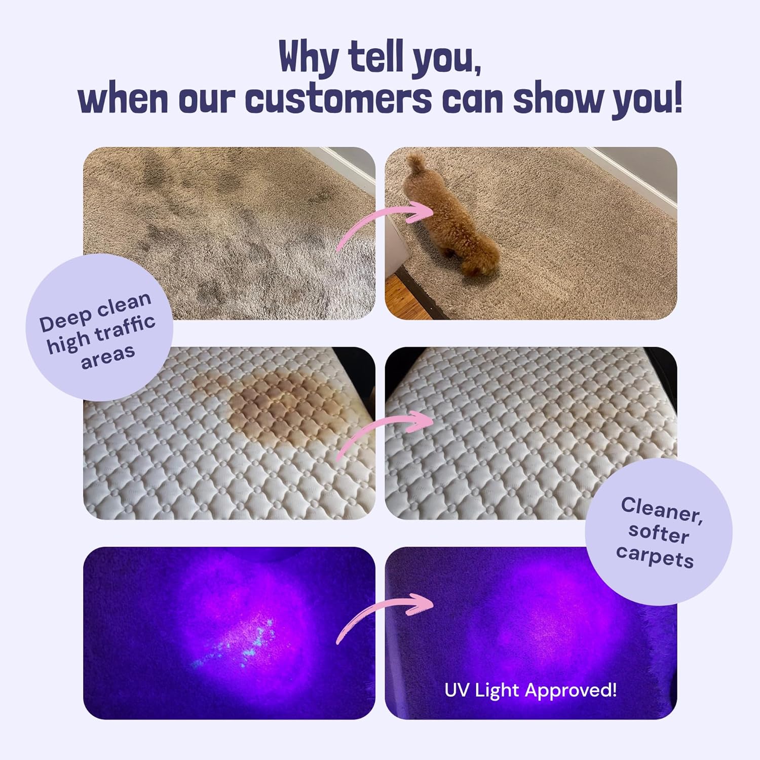 Sunny & Honey Carpet Cleaner Shampoo - 128 Fl Oz, Light Lavender Scent - Pet Stain Remover & Odor Eliminator - Rug Cleaner & Upholstery Cleaner Solution for Machine Use