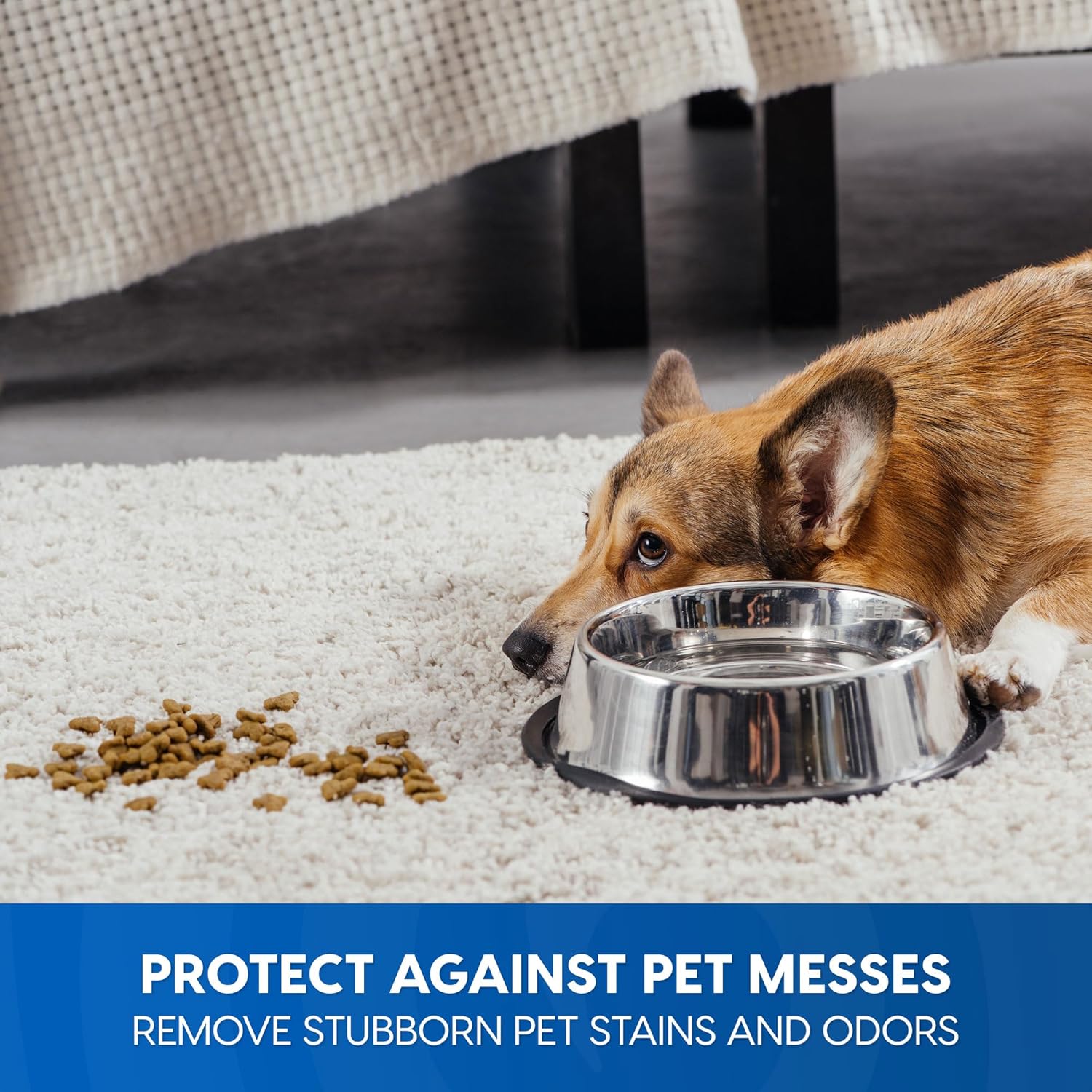 Vacmaster CCS03 Carpet Cleaner Shampoo Solution, 64 oz Spot & Stain Formula for All Carpets, Upholstery & Area Rugs