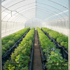 VEVOR 3FT x 50FT Plastic Sheeting Heavy Duty, 4 Mil Thick Plastic Sheeting Roll, Plastic Drop Cloth Painters Tarp, Polyethylene Covering for Crawl Space Vapor Barrier, Multi-Purpose, Black