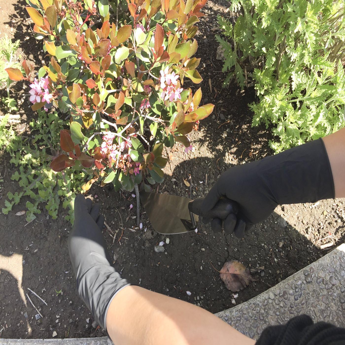 Super soft Disposable Latex Gloves, Powder Free, Exam 12" Length, Medium Duty, 50 Gloves, Size Large.