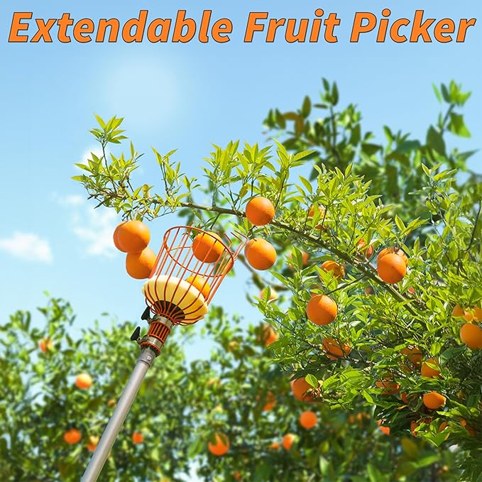 Fruit Picker Pole with Basket Telescoping 5-24 ft Apple Picker Extension Pole // Telescopic Fruit Tree Picker Tool for Picking Orange Mango Avocado Lemon Pear // The Ultimate High-Reach Fruit Grabber